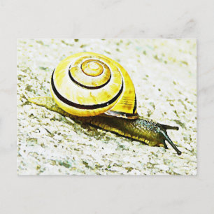 Snail's Pace Postcard