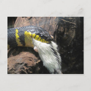 Snake and Mouse Postcard