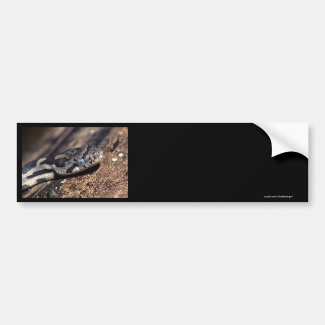 snake bumper sticker (Front)