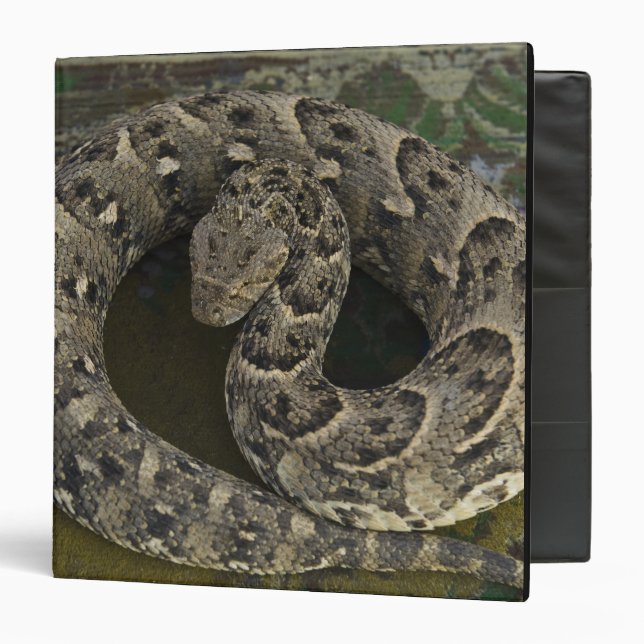 Snake Charmer's African Puff-adder Bitis Binder (Front/Inside)