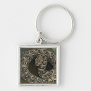 Snake Charmer's African Puff-adder Bitis Keychain