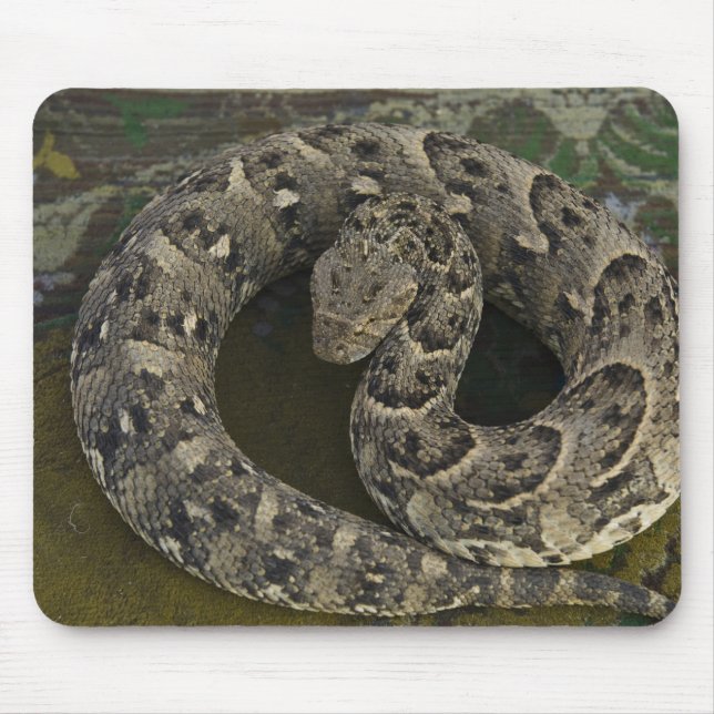 Snake Charmer's African Puff-adder Bitis Mouse Pad (Front)