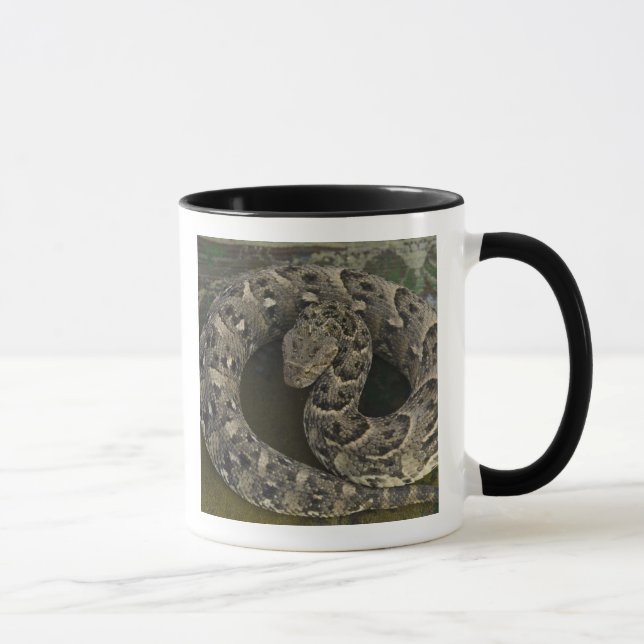 Snake Charmer's African Puff-adder Bitis Mug (Right)