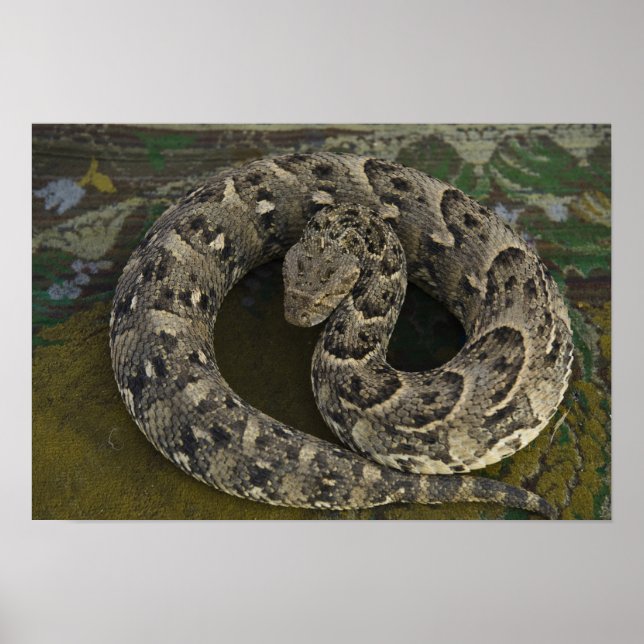 Snake Charmer's African Puff-adder Bitis Poster (Front)