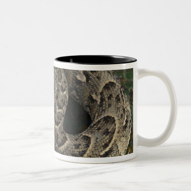 Snake Charmer's African Puff-adder Bitis Two-Tone Coffee Mug (Right)