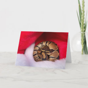 Snake curled up in Santa hat, ball python Holiday Card