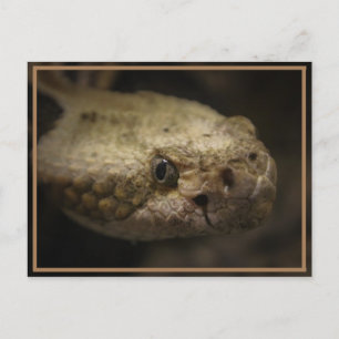 Snake Head Postcard