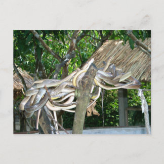 Snake Nest Postcard