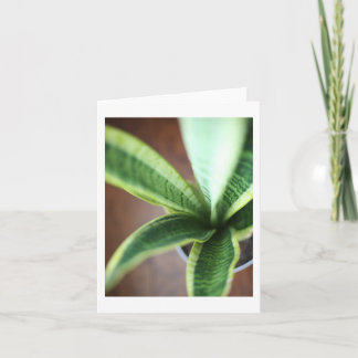 Snake Plant - Blank Folded Card