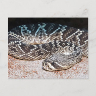 Snake Postcard