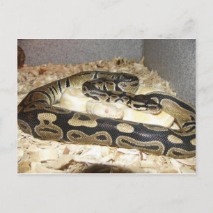 Snake Postcard