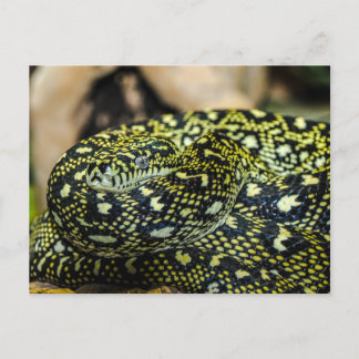 Snake Postcard