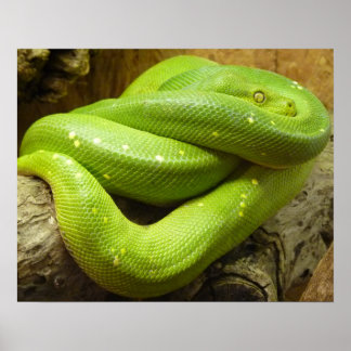 Snake Poster