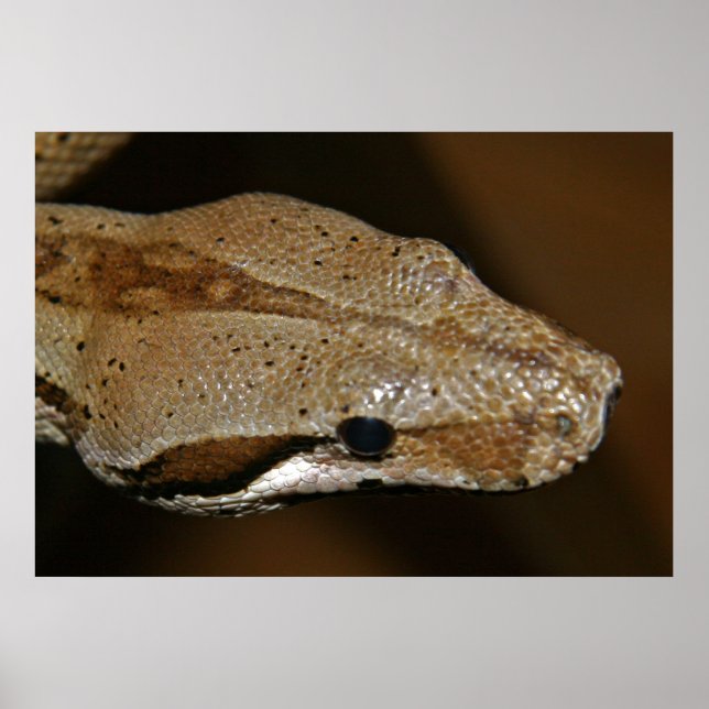 Snake Poster (Front)