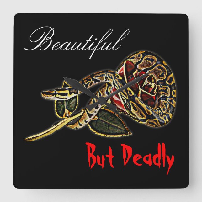 Snake rose clock python (Front)