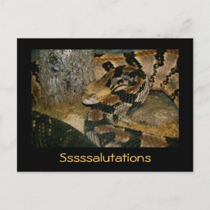 Snake saying Ssssalutations Postcard