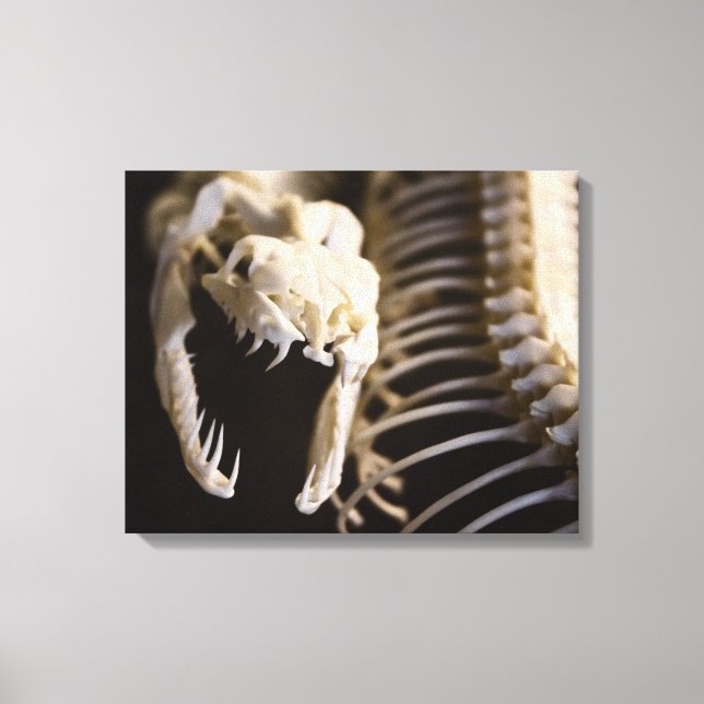 Snake skeleton art - canvas (Front)