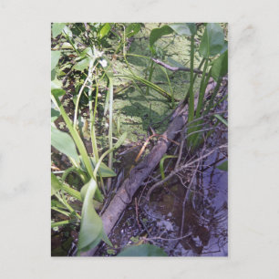 Snake Sunbath Custom Louisiana Photo Postcard