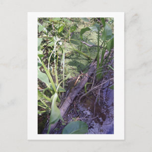 Snake Sunbath Custom Louisiana Photo Postcards