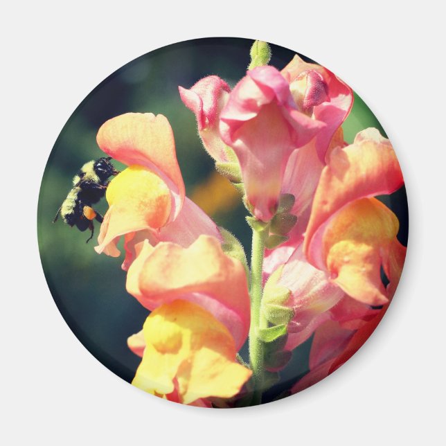 Snapdragon And Bee Flower Photography  Magnet (Front)