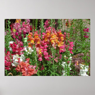 Snapdragon Festival Poster