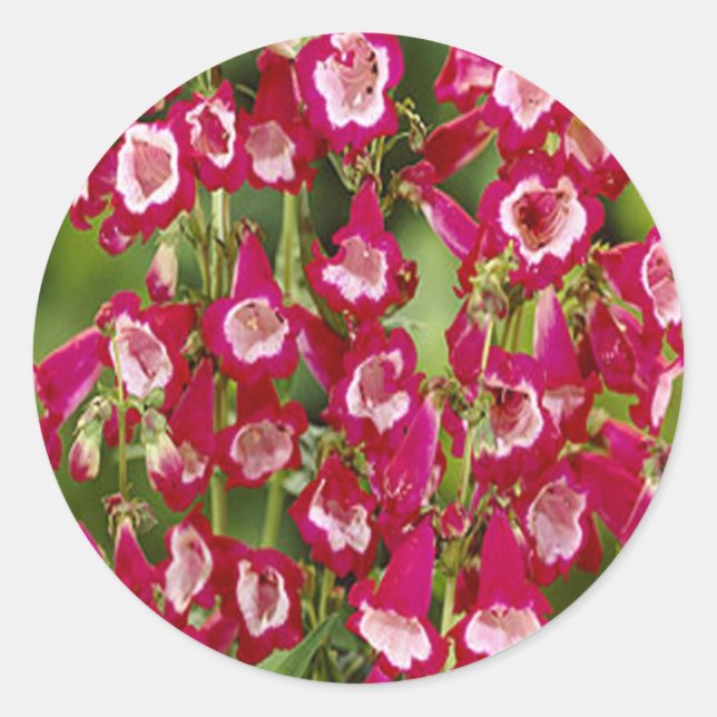 Snapdragon Flowers Stickers (Front)
