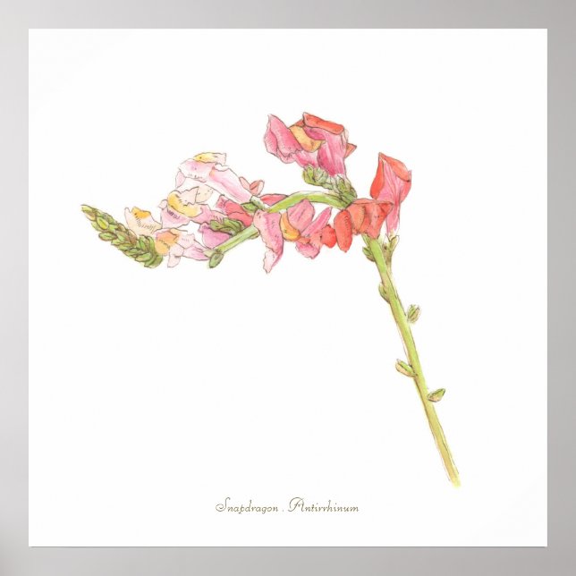 Snapdragon Print, Value Poster Paper (Matte) (Front)