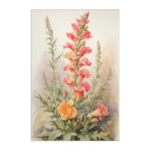 Snapdragon Splendour