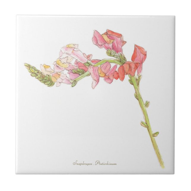 Snapdragon  tile (Front)