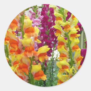 Snapdragons Colourful Floral Classic Round Sticker