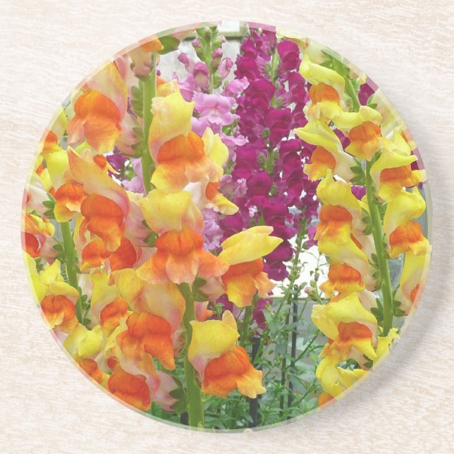 Snapdragons Colourful Floral Coaster (Front)