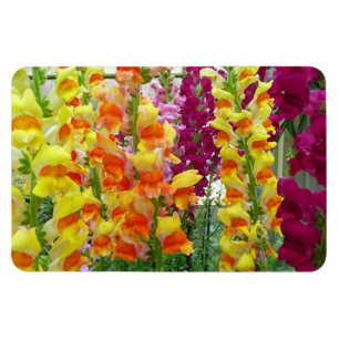 Snapdragons Colourful Floral Magnet