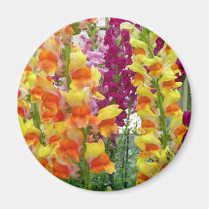 Snapdragons Colourful Floral Magnet