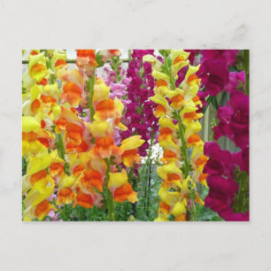 Snapdragons Colourful Floral Postcard