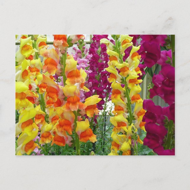 Snapdragons Colourful Floral Postcard (Front)