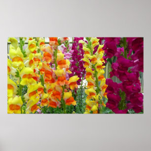 Snapdragons Colourful Floral Poster