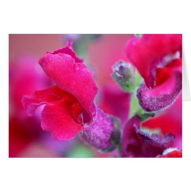 Snapdragons roses vibrants (Devant horizontal)
