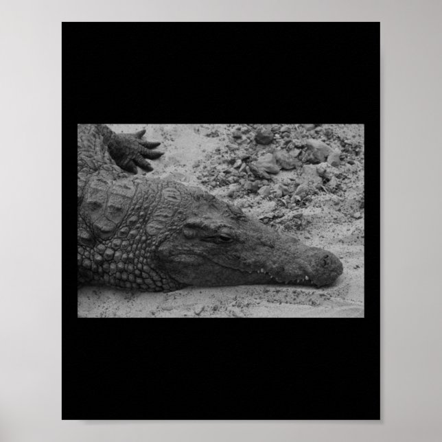 Snapper Croc Black And White Spain Vertical Poster (Front)