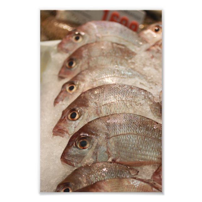 Snapper Fish Photo Print (Front)