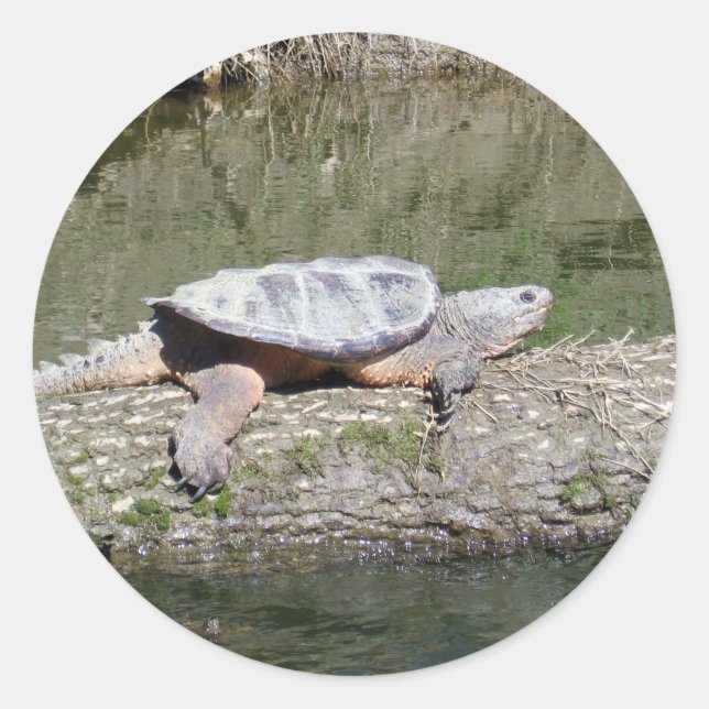 Snapping Turtle Classic Round Sticker (Front)