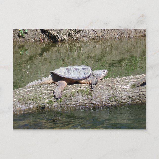 Snapping Turtle Postcard (Front)