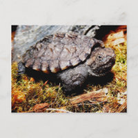 Snapping Turtle