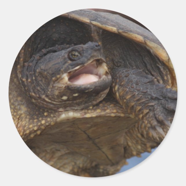 Snapping Turtle Stickers (Front)