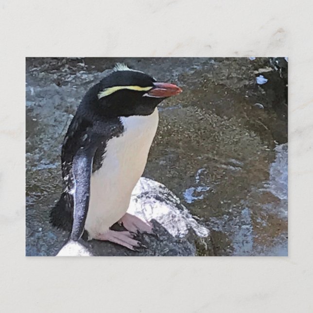 Snares penguin, New Zealand Postcard (Front)