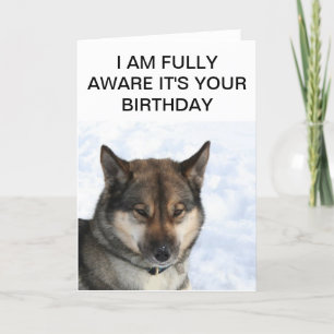 Snarky Siberian Husky Birthday Card