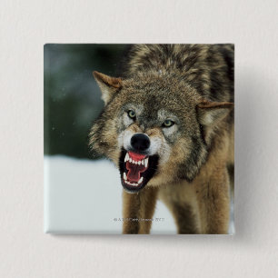 Snarling grey wolf 2 inch square button