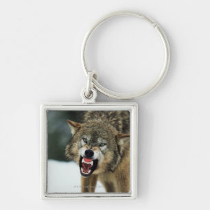 Snarling grey wolf keychain