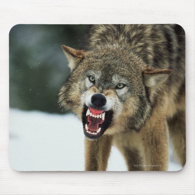 Snarling grey wolf mouse pad (Front)