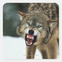 Snarling grey wolf