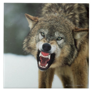 Snarling grey wolf tile